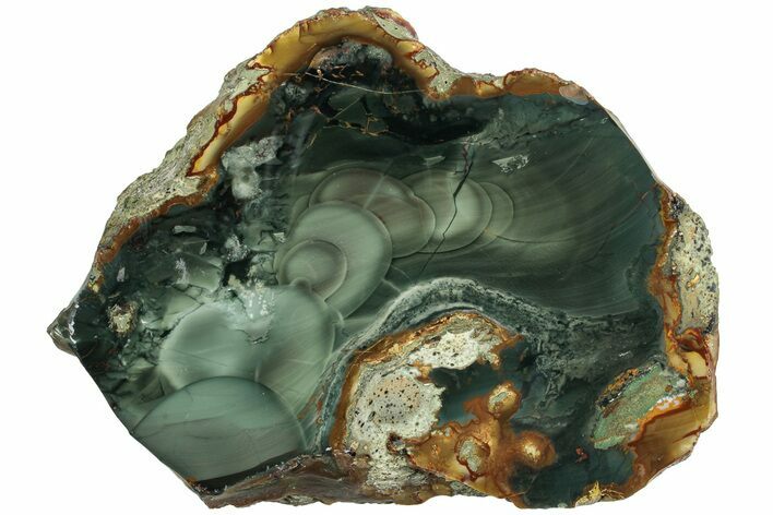 Polished Section of Blue Mountain Jasper - Oregon #229036